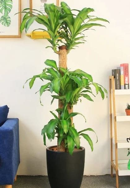 室內觀花植物|10種室內大型植物推薦！耐陰好養、風水招財，沒陽光。